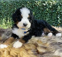 Dark Blue collar , a male Bernedoodle for sale in Cookeville, TN – Photo 3 of 9