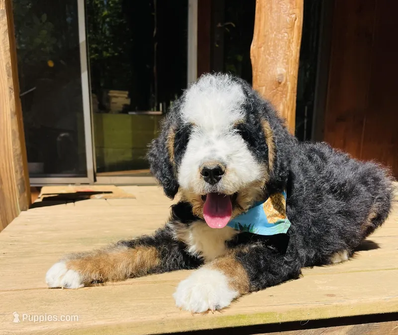 MACK- black Tri – Bernedoodle puppy for sale in Cookeville, TN