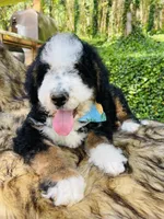 MACK- black Tri, a male Bernedoodle for sale in Cookeville, TN – Photo 4 of 5
