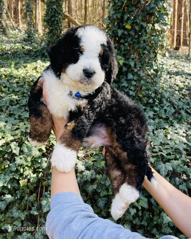 Dark Blue collar  – Bernedoodle puppy for sale in Cookeville, TN