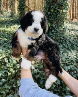 Dark Blue collar , a male Bernedoodle for sale in Cookeville, TN – Photo 1 of 9