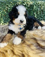 Dark Blue collar , a male Bernedoodle for sale in Cookeville, TN – Photo 6 of 9