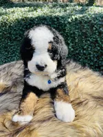 Dark Blue collar , a male Bernedoodle for sale in Cookeville, TN – Photo 9 of 9
