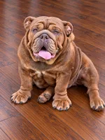 Juicy-Full AKC, a female English Bulldog for sale in Cookeville, TN – 1 of 4