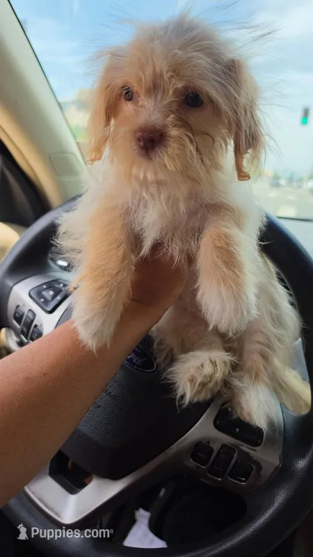Rafa – Maltipoo puppy for sale in Los Angeles, CA