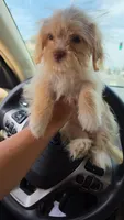 Rafa, a female Maltipoo for sale in Los Angeles, CA – 1 of 2