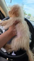 Rafa, a female Maltipoo for sale in Los Angeles, CA – 2 of 2
