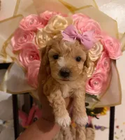 bella, a female Maltipoo for sale in Burbank, CA – 1 of 1