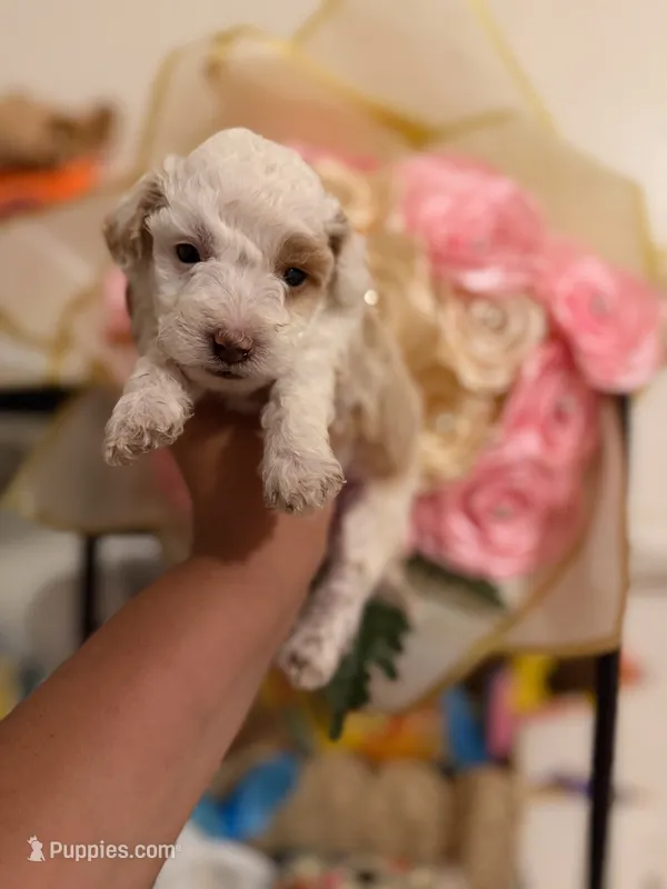 vegeta – Maltipoo puppy for sale in Burbank, CA