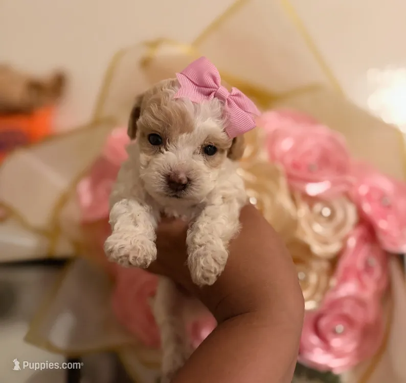 Camila  – Maltipoo puppy for sale in Burbank, CA