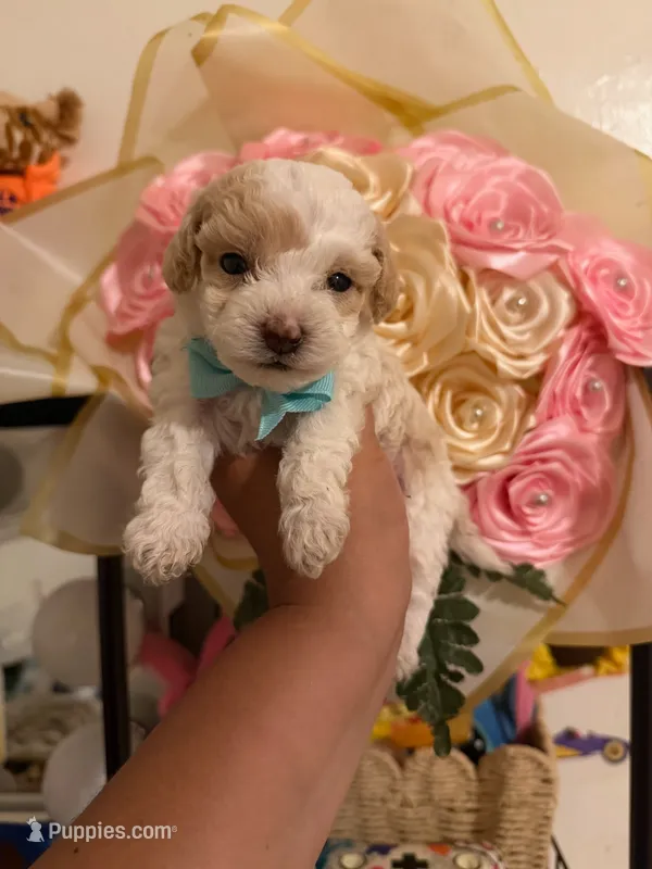 bruno – Maltipoo puppy for sale in Burbank, CA