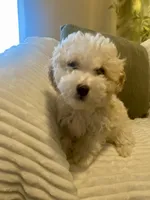 Bella, a female Maltipoo for sale in Mesa, AZ – Photo 3 of 4