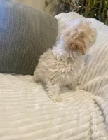 Bella, a female Maltipoo for sale in Mesa, AZ – Photo 4 of 4