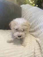 Bella, a female Maltipoo for sale in Mesa, AZ – Photo 2 of 4