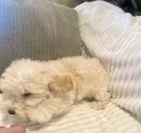 Rosie , a female Maltipoo for sale in Mesa, AZ – Photo 4 of 4