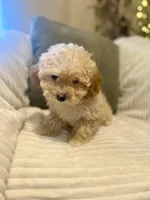 Ruby, a female Maltipoo for sale in Mesa, AZ – Photo 2 of 4