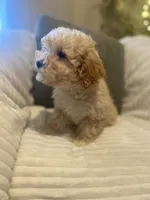 Ruby, a female Maltipoo for sale in Mesa, AZ – Photo 1 of 4