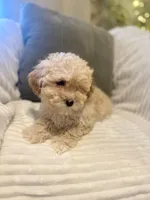 Ruby, a female Maltipoo for sale in Mesa, AZ – Photo 4 of 4