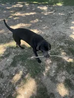 Ivy Charcoal Lab, a female Labrador Retriever for sale in West Plains, MO – 3 of 4