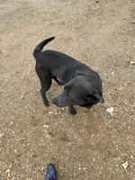 Saben Charcoal Lab, a male Labrador Retriever for sale in West Plains, MO – 4 of 6