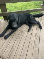 Dozer, a male Labrador Retriever for sale in West Plains, MO – 4 of 5