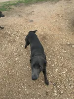 Saben Charcoal Lab, a male Labrador Retriever for sale in West Plains, MO – 5 of 6