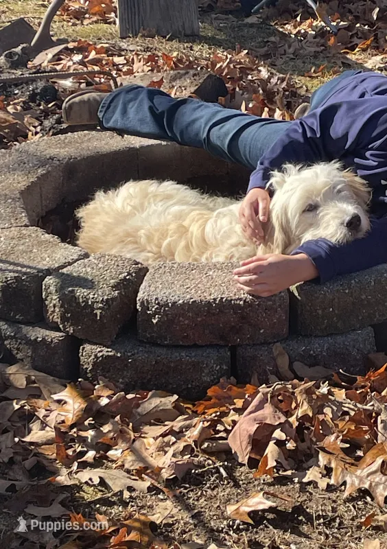 Chance – Goldendoodle puppy for sale in West Plains, MO
