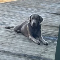 Iris Silver Lab, a female Labrador Retriever for sale in West Plains, MO – Photo 1 of 2