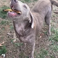 Iris Silver Lab, a female Labrador Retriever for sale in West Plains, MO – Photo 2 of 2