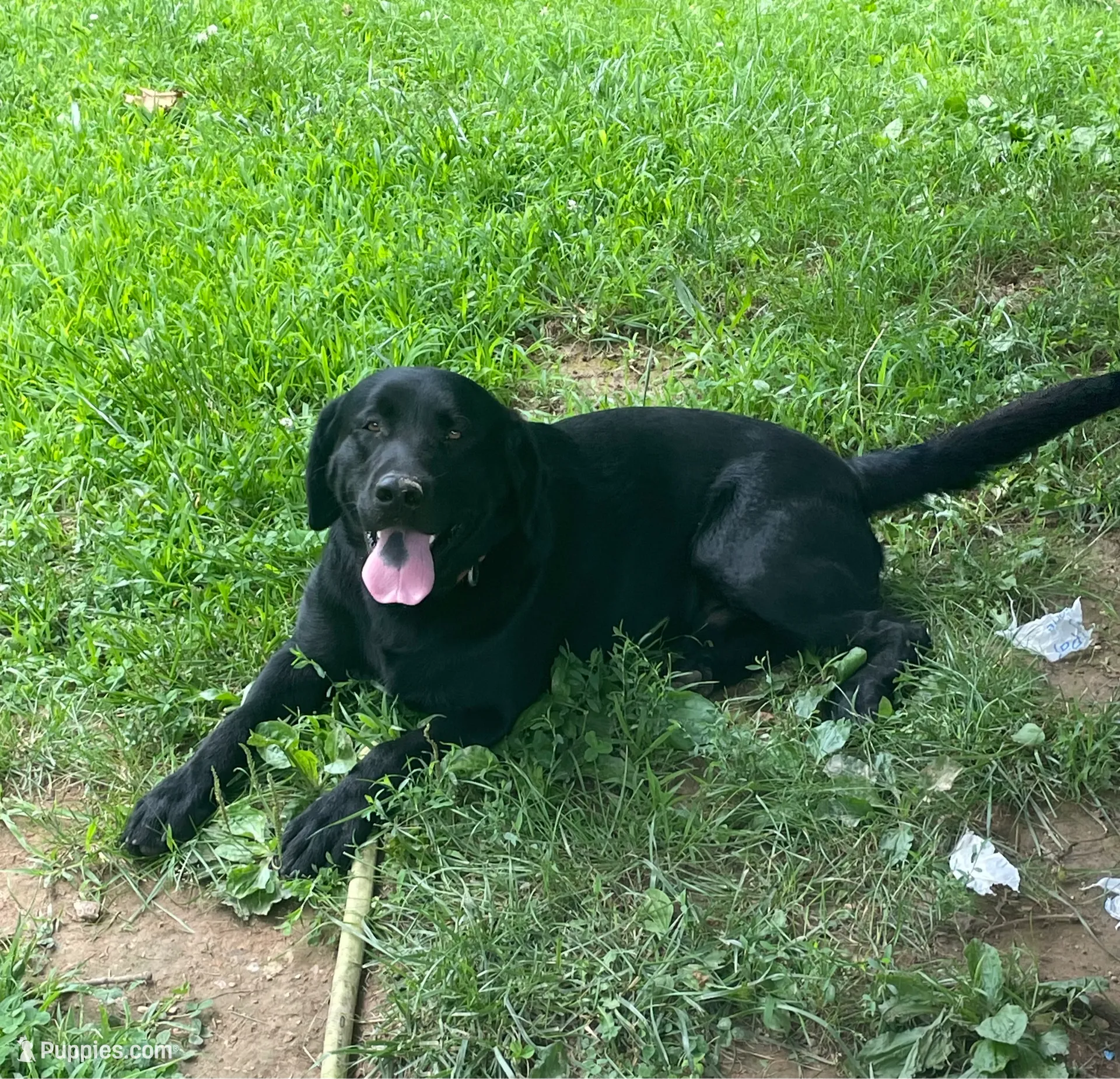 Dozer Black Lab – Labrador Retriever puppy for sale in West Plains, MO