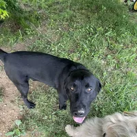 Dozer Black Lab, a male Labrador Retriever for sale in West Plains, MO – Photo 2 of 2