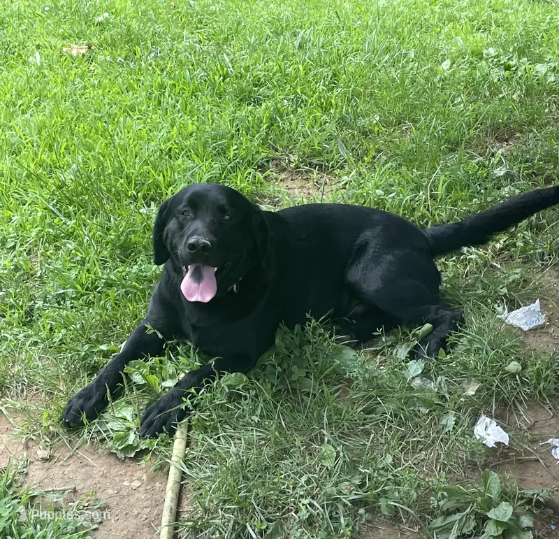 Dozer – Labrador Retriever puppy for sale in West Plains, MO