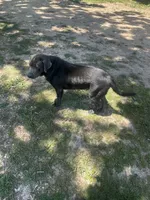Ivy Charcoal Lab, a female Labrador Retriever for sale in West Plains, MO – 4 of 4