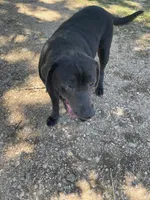 Ivy Charcoal Lab, a female Labrador Retriever for sale in West Plains, MO – 2 of 4