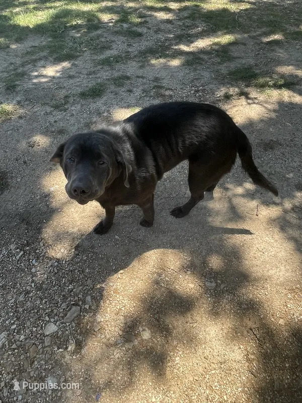Ivy Charcoal Lab – Labrador Retriever puppy for sale in West Plains, MO