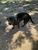 Ivy Charcoal Lab, a female Labrador Retriever for sale in West Plains, MO – 1 of 4