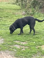 Saben Charcoal Lab, a male Labrador Retriever for sale in West Plains, MO – 3 of 6