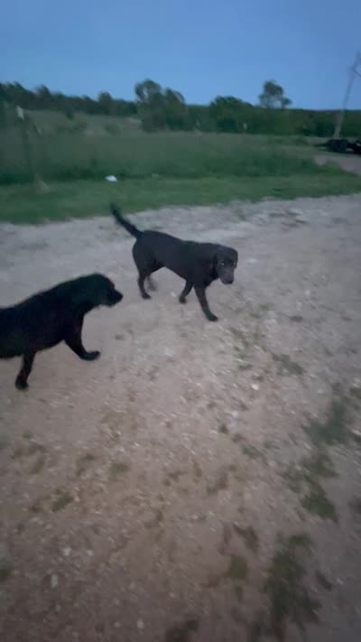Saben Charcoal Lab, a male Labrador Retriever for sale in West Plains, MO – 6 of 6