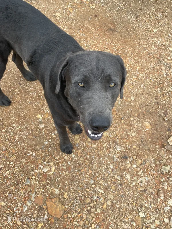 Saben Charcoal Lab – Labrador Retriever puppy for sale in West Plains, MO