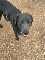 Saben Charcoal Lab, a male Labrador Retriever for sale in West Plains, MO – 1 of 6