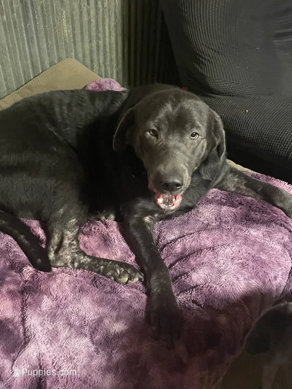 Ivy Charcoal Lab – Labrador Retriever puppy for sale in West Plains, MO