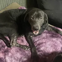 Ivy Charcoal Lab, a female Labrador Retriever for sale in West Plains, MO – Photo 1 of 2
