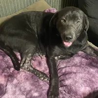 Ivy Charcoal Lab, a female Labrador Retriever for sale in West Plains, MO – Photo 2 of 2