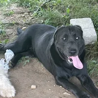 Saben Charcoal Lab, a male Labrador Retriever for sale in West Plains, MO – 2 of 6