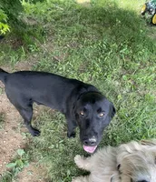 Dozer, a male Labrador Retriever for sale in West Plains, MO – 2 of 5
