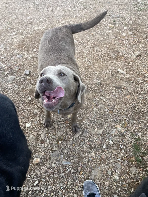 Iris Silver Lab – Labrador Retriever puppy for sale in West Plains, MO