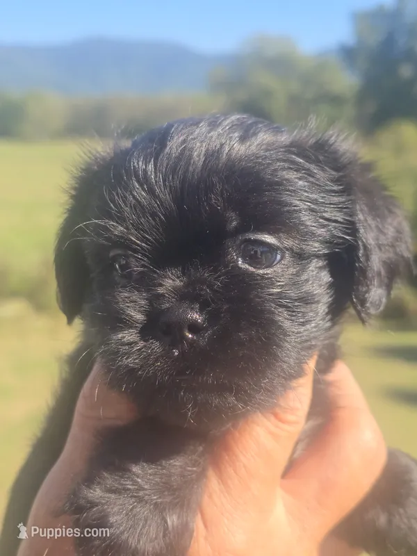 Stevie – Shih Tzu, Brussels Griffon puppy for sale in Chatsworth, GA