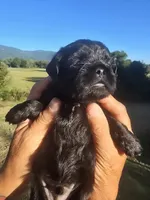 Stevie, a male Shih Tzu and Brussels Griffon for sale in Chatsworth, GA – 8 of 9