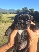 Lad, a male Shih Tzu and Brussels Griffon for sale in Chatsworth, GA – 4 of 9
