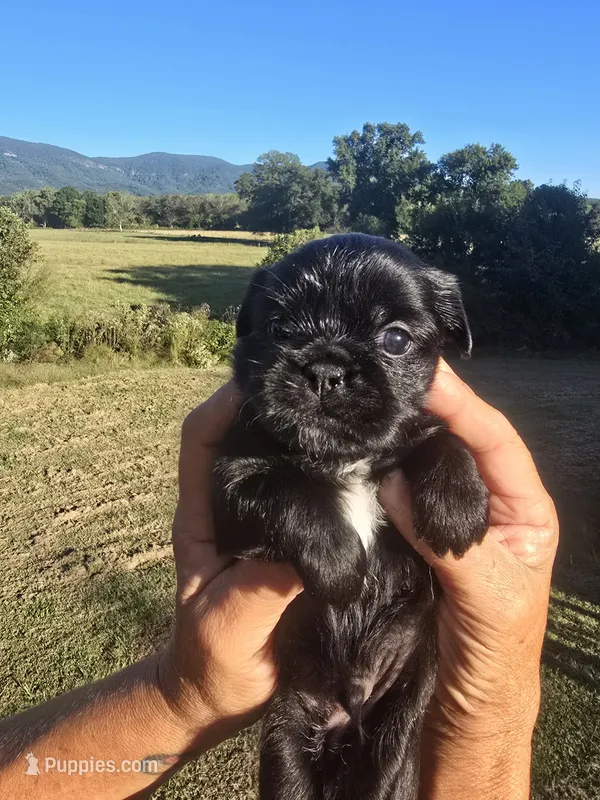 Lad – Shih Tzu, Brussels Griffon puppy for sale in Chatsworth, GA